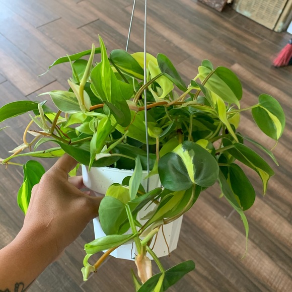 Brazilian philodendron - Picture 4 of 4